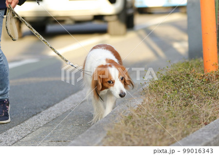 道路脇で散歩をする飼い主の足元とその飼い犬のコーイケルホンディエ 99016343