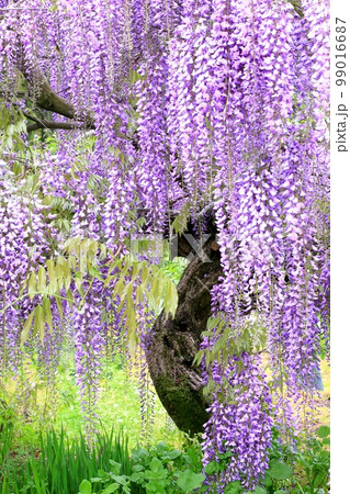 藤の花 99016687