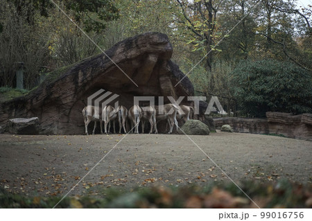 A herd of horses dine under a rock at the zoo from behind. Feeding animals in the national park. Horses stand in a row backwards. Animals under the rock A herd of horses dine under a rock at the zoo from behind. Feeding animals in the national park. Horses stand in a row backwards. Animals under the rock 99016756