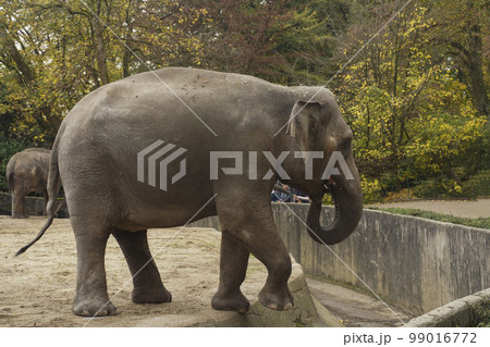 Beautiful elephant walking in natural reserve. Asian Elephant. Elephant in zoo. Elephants are intelligent and shrewd. Beautiful elephant walking in natural reserve. Asian Elephant. Elephant in zoo. Elephants are intelligent and shrewd. 99016772