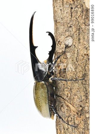 ヘラクレスオオカブト　143mm 99016890