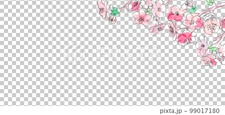 Watercolor style girly cherry blossom message card vector illustration white background 99017180