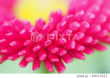 ディジーの花びらのアップ 99017621