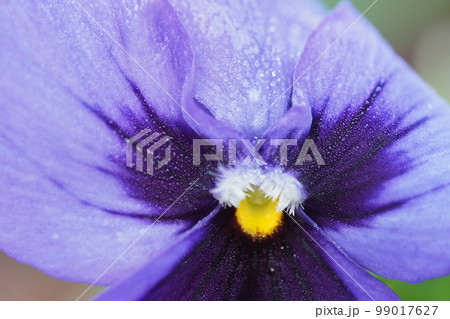 パンジーの花のアップ パンジーの花のアップ 99017627