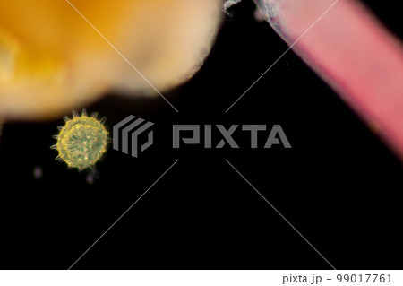 Reproductive cells of Flowering Plants under microscopic. Reproductive cells of Flowering Plants under microscopic. 99017761