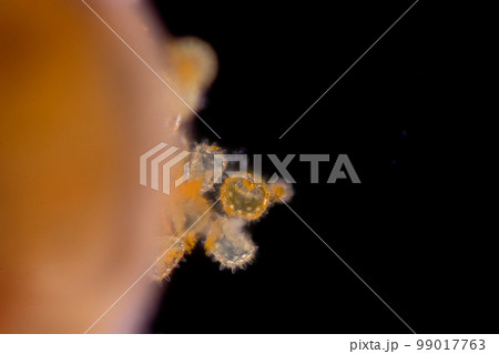 Reproductive cells of Flowering Plants under microscopic. 99017763