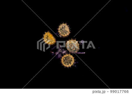 Reproductive cells of Flowering Plants under microscopic. Reproductive cells of Flowering Plants under microscopic. 99017766