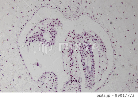 Reproductive cells of Flowering Plants under microscopic. 99017772