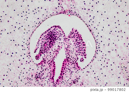 Reproductive cells of Flowering Plants under microscopic. Reproductive cells of Flowering Plants under microscopic. 99017802
