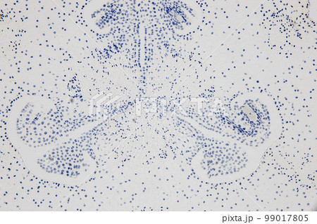 Reproductive cells of Flowering Plants under microscopic. 99017805