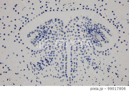 Reproductive cells of Flowering Plants under microscopic. 99017806