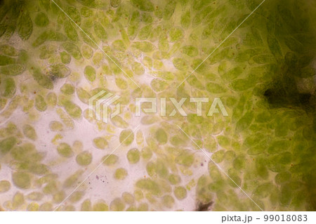 Euglena is a genus of single cell flagellate eukaryotes under microscopic view for study. Euglena is a genus of single cell flagellate eukaryotes under microscopic view for study. 99018083