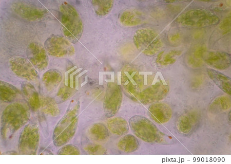 Euglena is a genus of single cell flagellate eukaryotes under microscopic view for study. 99018090
