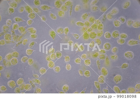 Euglena is a genus of single cell flagellate eukaryotes under microscopic view for study. Euglena is a genus of single cell flagellate eukaryotes under microscopic view for study. 99018098
