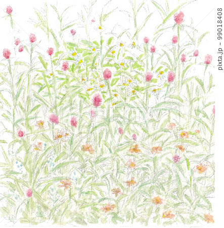 ストロベリーフィールズ　千日紅 99018408