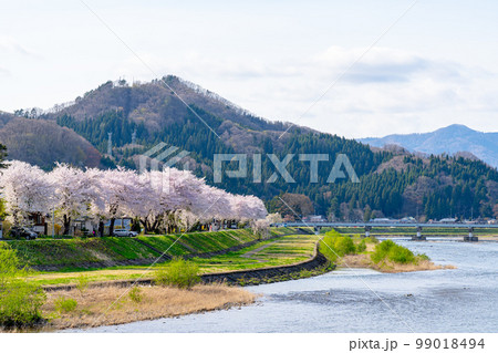 桧木内川満開の桜 桧木内川堤 桧木内川満開の桜 桧木内川堤 99018494