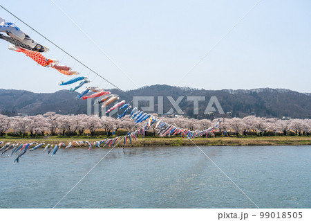 北上川満開の桜と鯉のぼり　北上展勝地さくらまつり 99018505