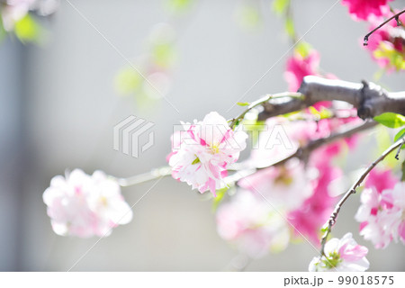 源平桃　源平しだれ桃　オールドレンズ 99018575