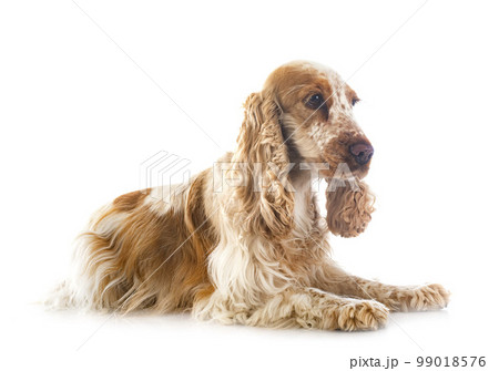 English Cocker Spaniel English Cocker Spaniel 99018576