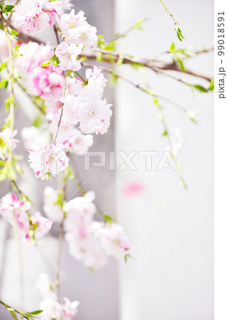 源平桃　源平しだれ桃　オールドレンズ 99018591