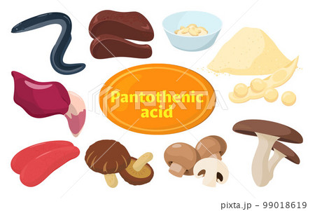 パントテン酸を含む食品のベクター イラスト。 パントテン酸を含む食品のベクター イラスト。 99018619
