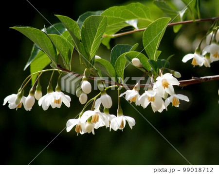 エゴノキの花 エゴノキの花 99018712