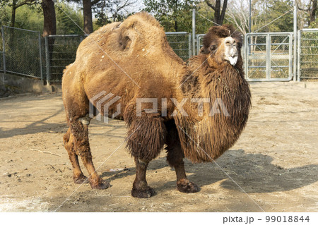 動物園の風景 フタコブラクダ 宮城県仙台市 動物園の風景 フタコブラクダ 宮城県仙台市 99018844
