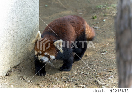 動物園の風景 レッサーパンダ 宮城県仙台市 動物園の風景 レッサーパンダ 宮城県仙台市 99018852