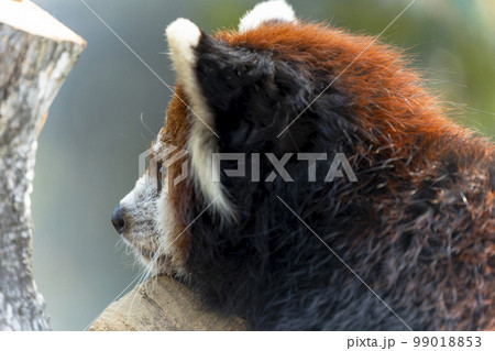 動物園の風景　レッサーパンダ　宮城県仙台市 99018853