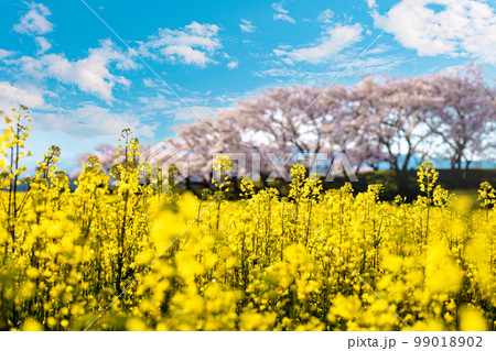 春イメージ　桜と菜の花畑 99018902