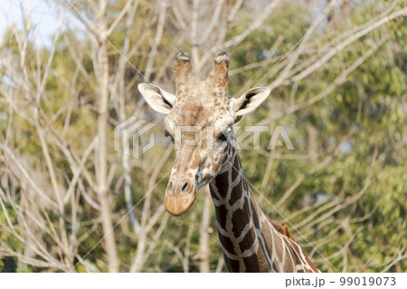 動物園の風景　アミメキリン　宮城県仙台市 99019073