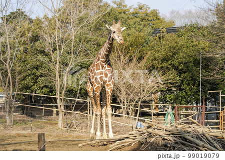 動物園の風景　アミメキリン　宮城県仙台市 99019079