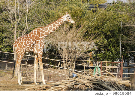 動物園の風景　アミメキリン　宮城県仙台市 99019084