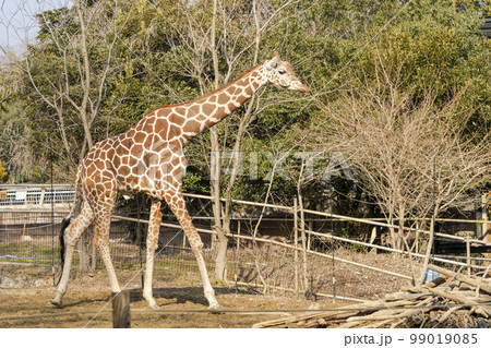 動物園の風景　アミメキリン　宮城県仙台市 99019085