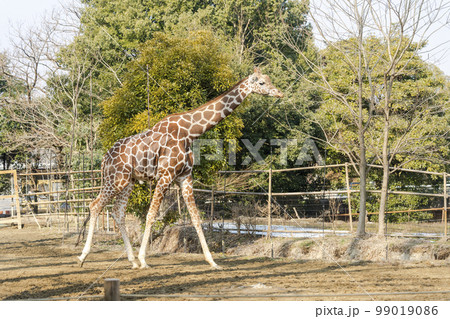 動物園の風景　アミメキリン　宮城県仙台市 99019086