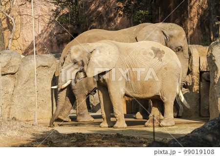 動物園の風景　アフリカゾウ　宮城県仙台市 99019108
