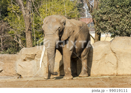 動物園の風景 アフリカゾウ 宮城県仙台市 動物園の風景 アフリカゾウ 宮城県仙台市 99019111