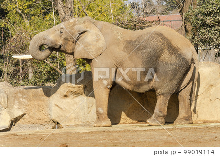 動物園の風景　アフリカゾウ　宮城県仙台市 99019114