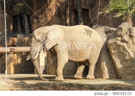 動物園の風景　アフリカゾウ　宮城県仙台市 99019115
