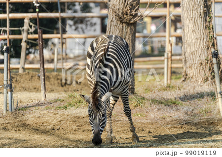 動物園の風景 シマウマ 宮城県仙台市 動物園の風景 シマウマ 宮城県仙台市 99019119