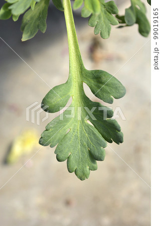 Oriental poppy 99019165