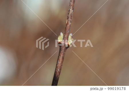 Fuzzy deutzia Pride of Rochester 99019178