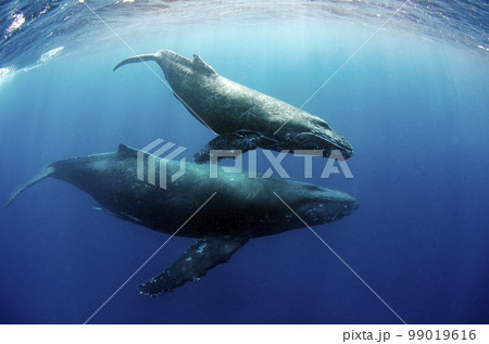 ザトウクジラの親子・沖縄・ホエールスイム.2 ザトウクジラの親子・沖縄・ホエールスイム.2 99019616