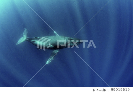 ザトウクジラの親子・沖縄・ホエールスイム.4 99019619