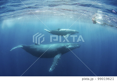 ザトウクジラの親子・沖縄・ホエールスイム.6 99019621