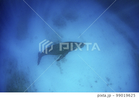 ザトウクジラ・沖縄・ホエールスイム.9 99019625