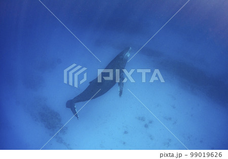 ザトウクジラ・沖縄・ホエールスイム.10 ザトウクジラ・沖縄・ホエールスイム.10 99019626