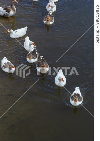 Domestic geese swim in the river. A flock of domestic geese on the river on a hot sunny summer day 99019835