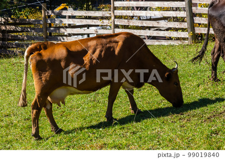 Brown dairy cow grazing on a pasture. More cows in the background. Symbol for happy animals, ecological and environmental-friendly agriculture 99019840