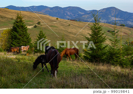 Horses graze near the mountain in the pasture in the early autumn. Honed horses graze in a pasture in the mountains Horses graze near the mountain in the pasture in the early autumn. Honed horses graze in a pasture in the mountains 99019841